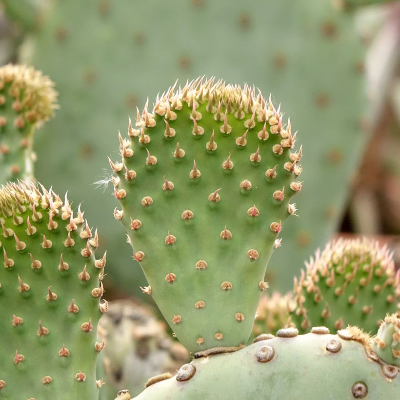 Opuntia basilaris - Cactus raquette (Feuillage)