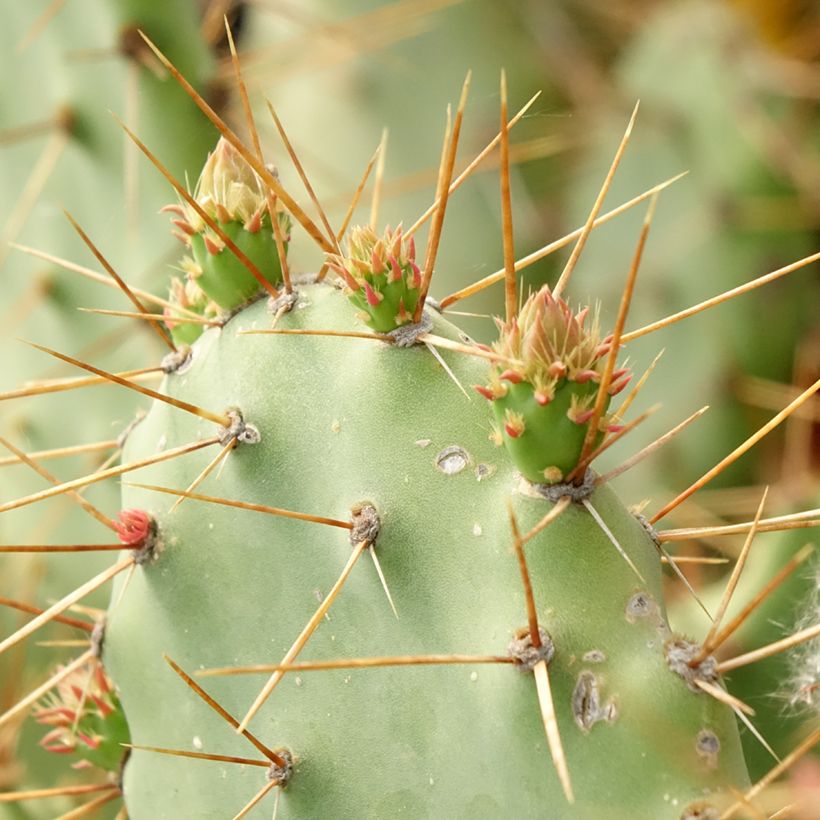 Opuntia bergeriana - Cactus raquette (Feuillage)