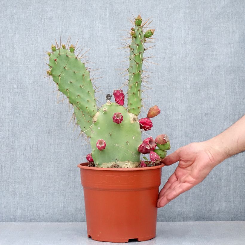 Spécimen de Opuntia bergeriana - Cactus raquette - Pot de 4L/5L tel que livré au printemps