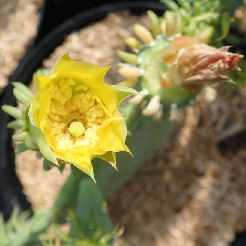 Opuntia cacanapa Ellisiana - Cactus raquette (Floraison)
