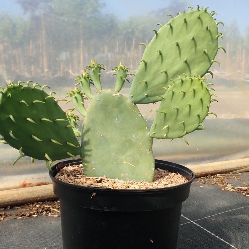 Opuntia cacanapa Ellisiana - Cactus raquette (Port)