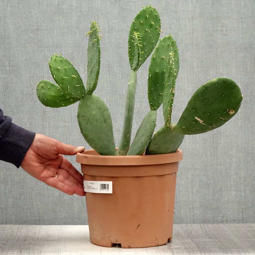 Spécimen de Opuntia cacanapa Ellisiana - Cactus raquette Pot de 4L/5L tel que livré en été