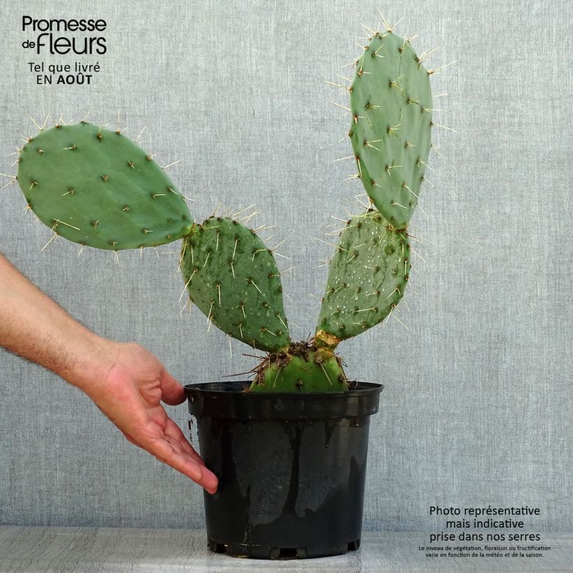 Spécimen de Opuntia discata - Cactus raquette Pot de 4L/5L tel que livré en été