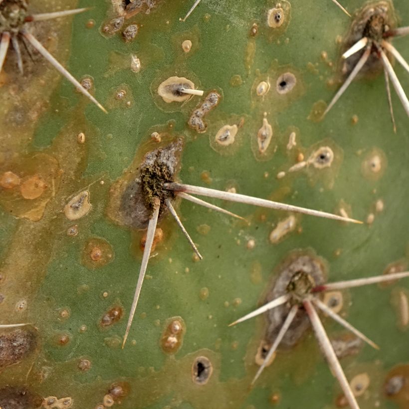 Opuntia discata - Cactus raquette (Feuillage)