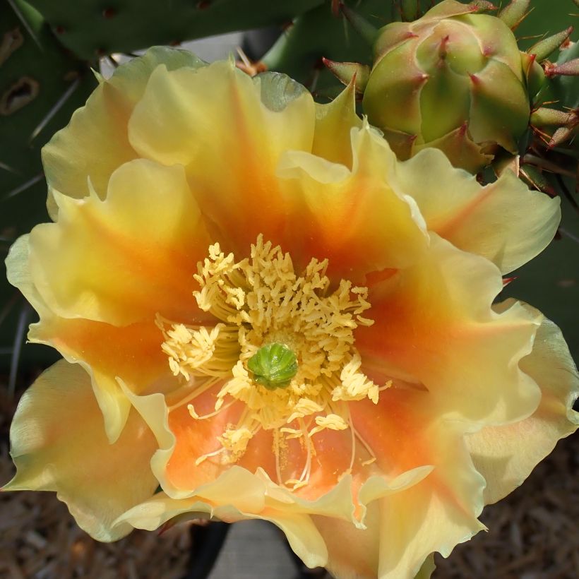 Opuntia dulcis - Cactus raquette (Floraison)