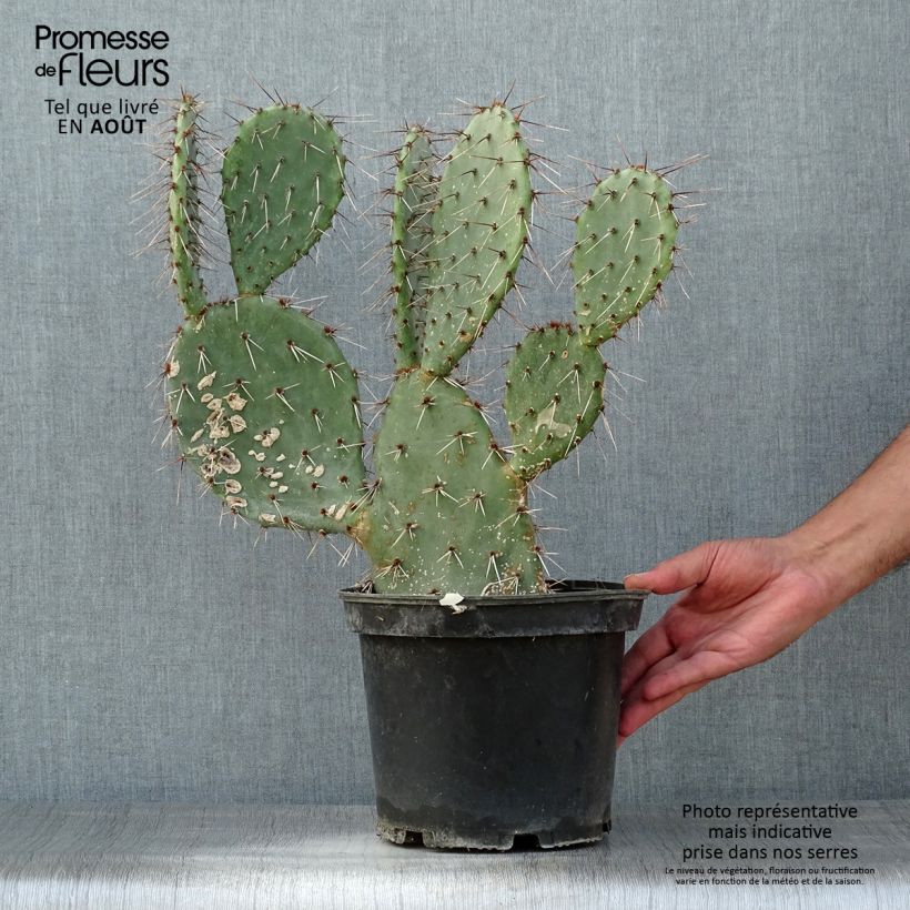 Spécimen de Opuntia dulcis - Cactus raquette Pot de 4L/5L tel que livré en été