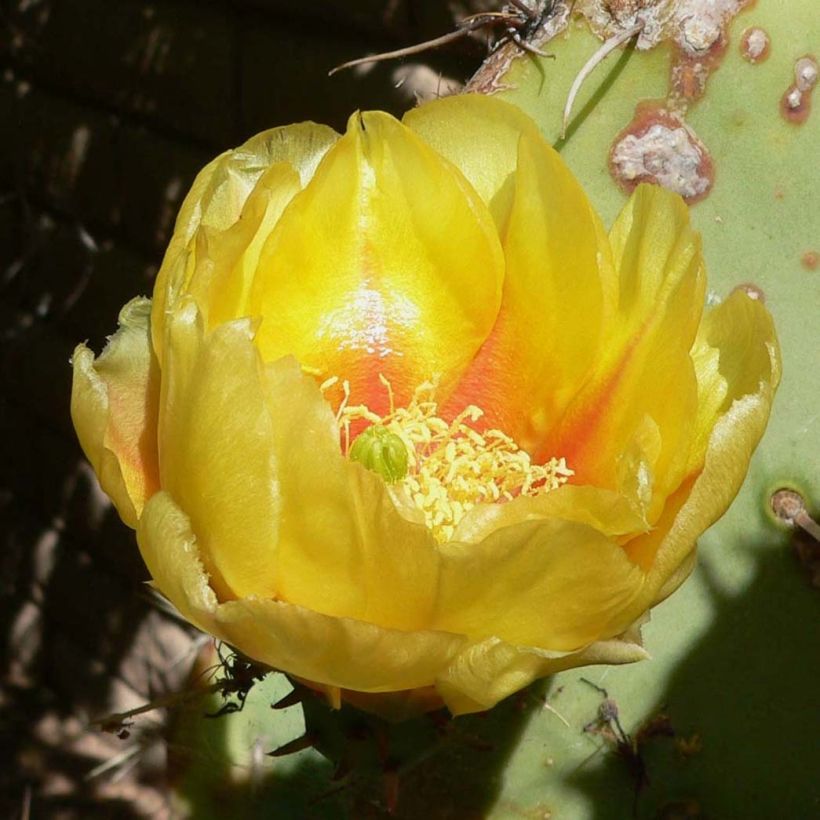 Opuntia engelmannii - Cactus raquette (Floraison)