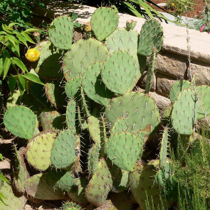 Opuntia engelmannii - Cactus raquette (Port)