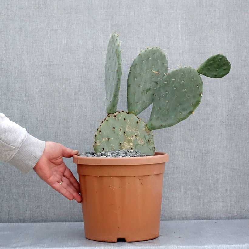 Spécimen de Opuntia engelmannii  Belen - Cactus raquette Pot de 5L tel que livré au printemps