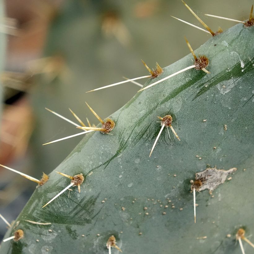 Opuntia engelmannii Belen - Cactus raquette (Feuillage)