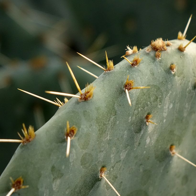 Opuntia engelmannii Belen - Cactus raquette (Feuillage)