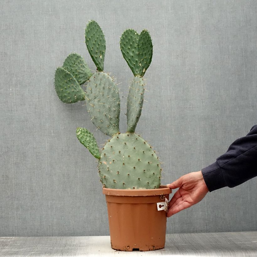 Spécimen de Opuntia engelmannii - Cactus raquette Pot de 4L/5L tel que livré en été