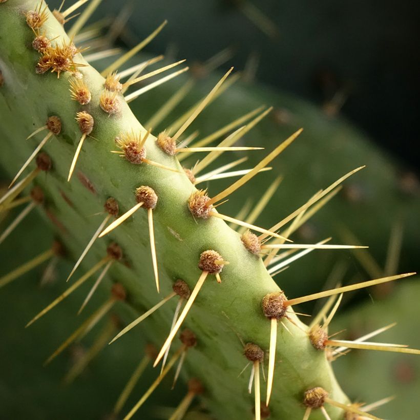 Opuntia engelmannii - Cactus raquette (Feuillage)