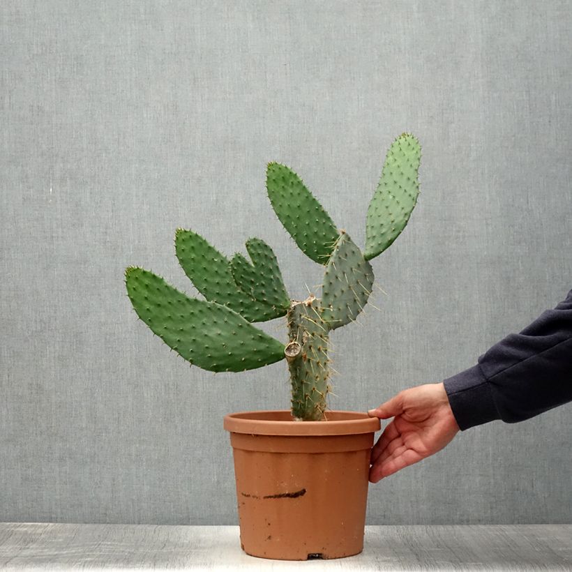Spécimen de Opuntia engelmannii var. linguiformis - Oponce Pot de 4L/5L tel que livré en été