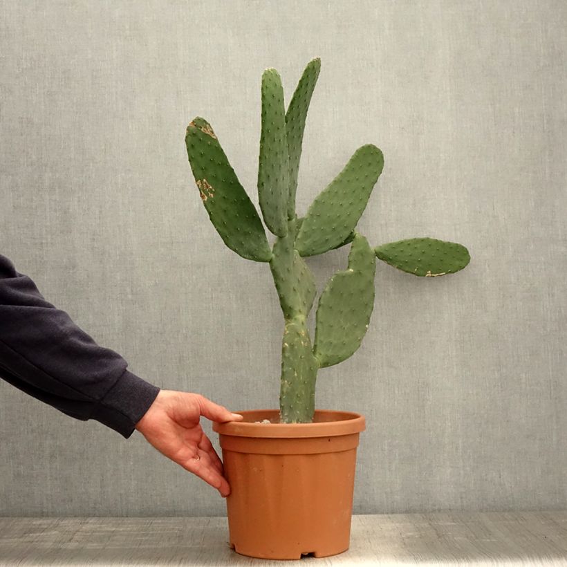 Spécimen de Opuntia engelmannii var. linguiformis - Oponce Pot de 4L/5L tel que livré au printemps