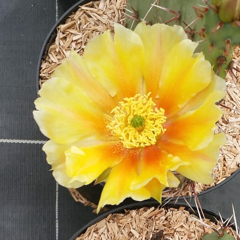 Opuntia engelmannii var. rastrera - Oponce (Floraison)