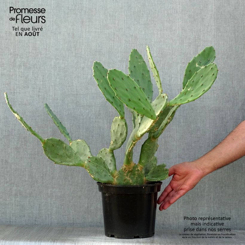 Spécimen de Opuntia engelmannii var. rastrera - Oponce Pot de 4L/5L tel que livré en été