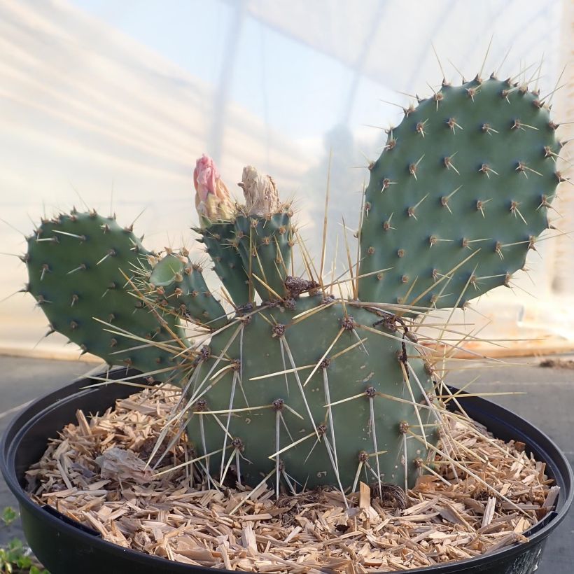 Opuntia howeyi - Cactus raquette (Port)