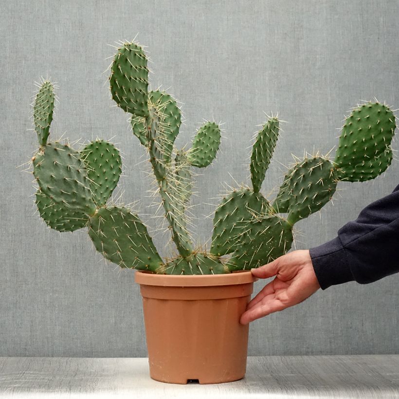 Spécimen de Opuntia howeyi - Cactus raquette Pot de 4L/5L tel que livré en été