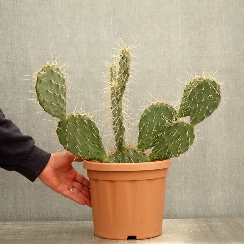Spécimen de Opuntia howeyi - Cactus raquette tel que livré au printemps