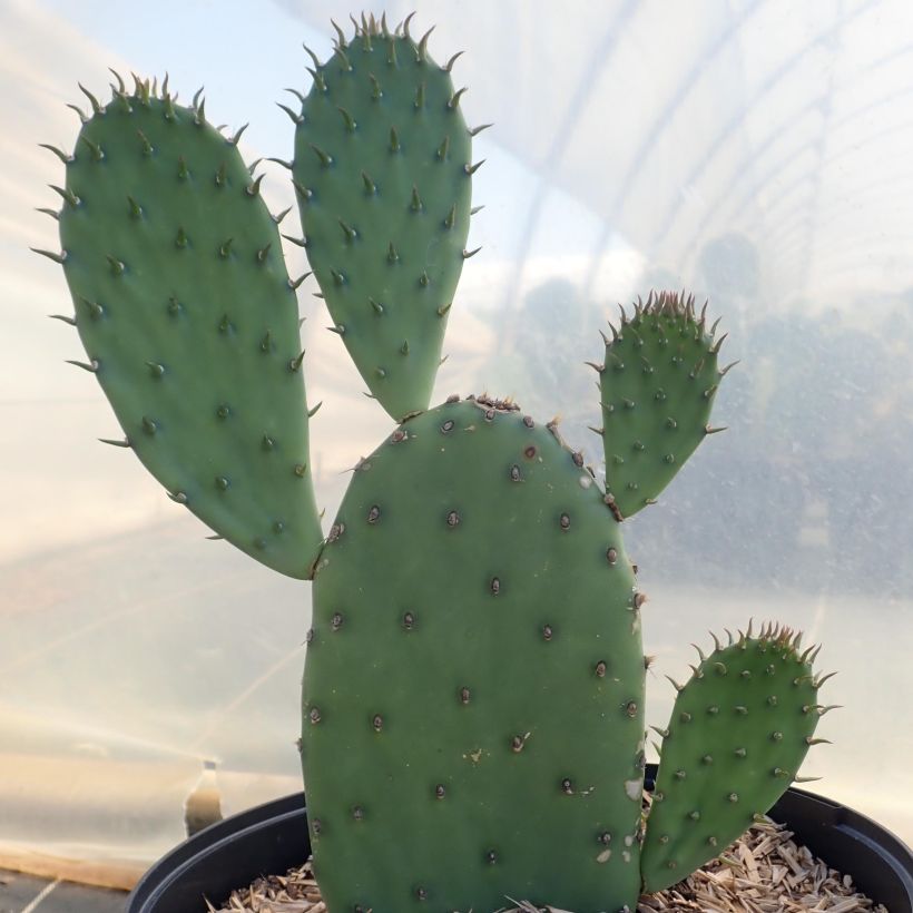 Opuntia laevis - Cactus raquette (Port)