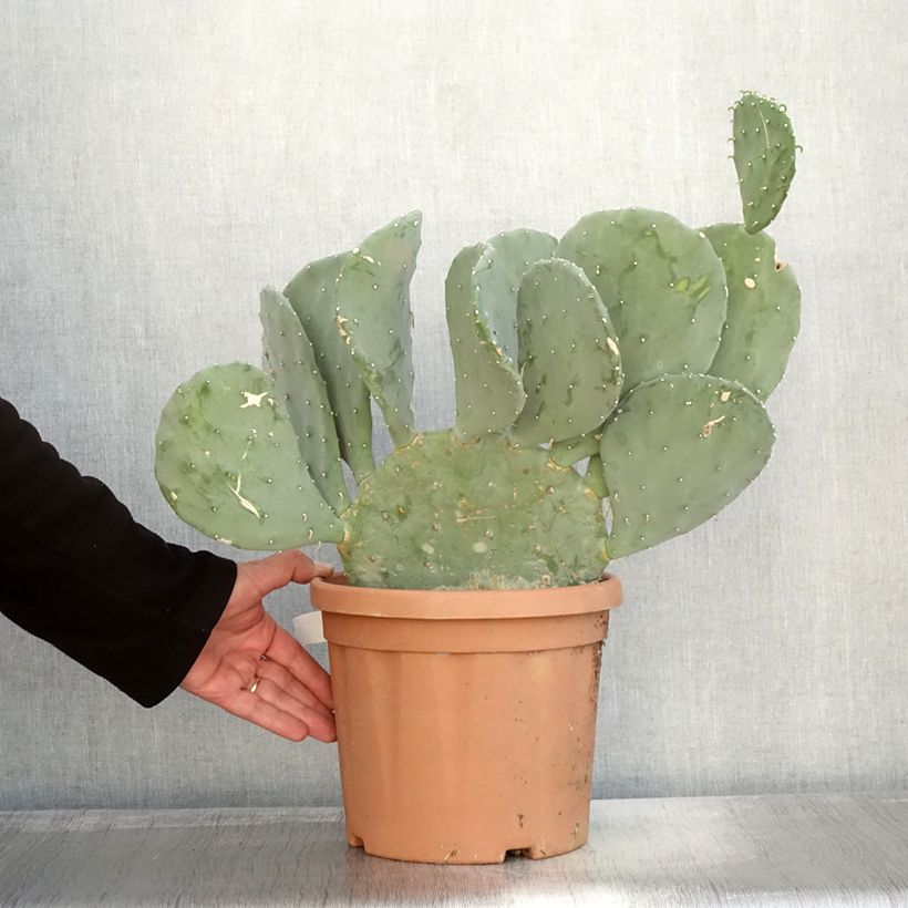 Spécimen de Opuntia laevis - Cactus raquette Pot de 4L/5L tel que livré en automne