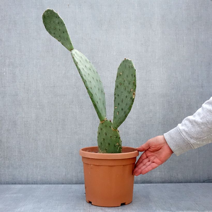 Spécimen de Opuntia laevis - Cactus raquette Pot de 5L tel que livré au printemps