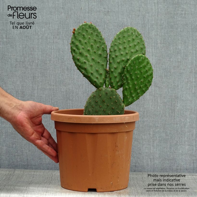 Spécimen de Opuntia lubrica - Cactus raquette Pot de 3L/4L tel que livré en été