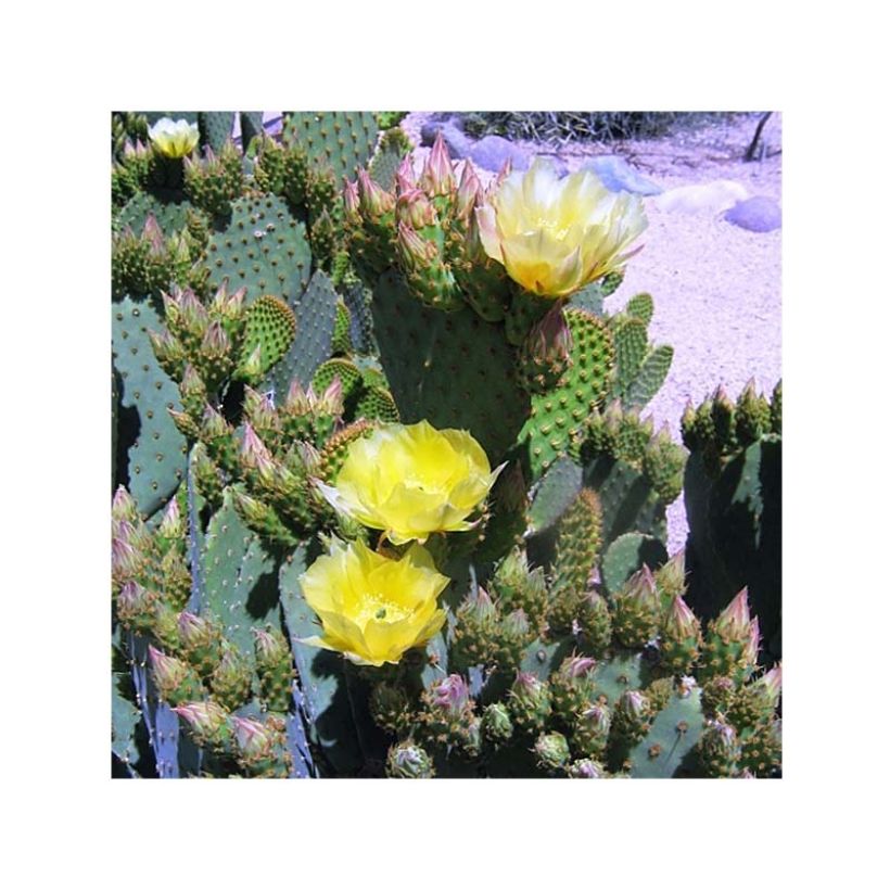 Opuntia lubrica - Cactus raquette (Floraison)