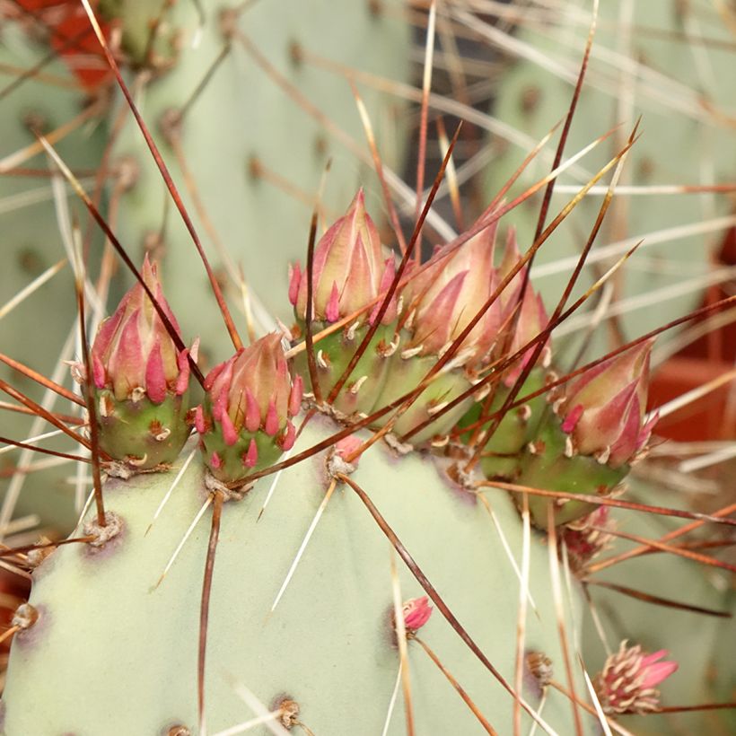 Opuntia macrocentra - Cactus raquette (Feuillage)