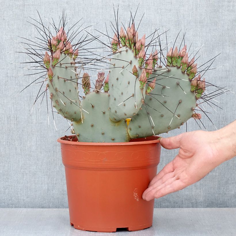 Spécimen de Opuntia macrocentra (épines noires) - Cactus raquette - Pot de 4L/5L tel que livré au printemps