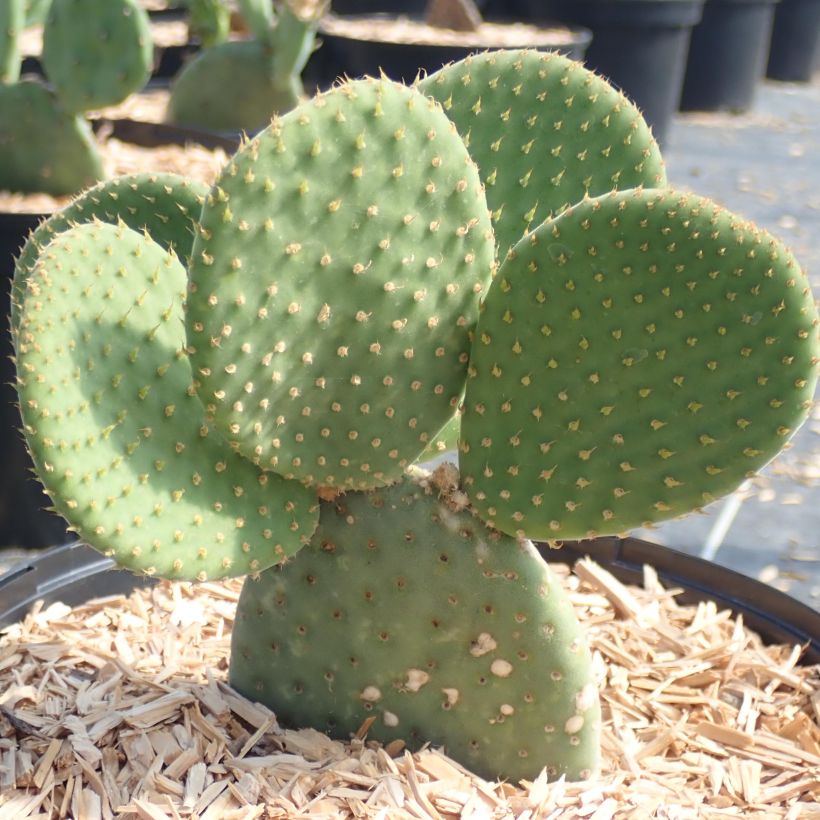 Opuntia microdasys Caress - Cactus raquette (Port)