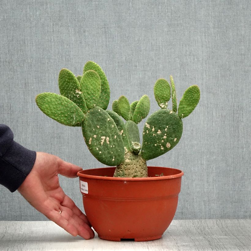 Spécimen de Opuntia microdasys Caress - Cactus raquette Pot de 3L/4L tel que livré en été