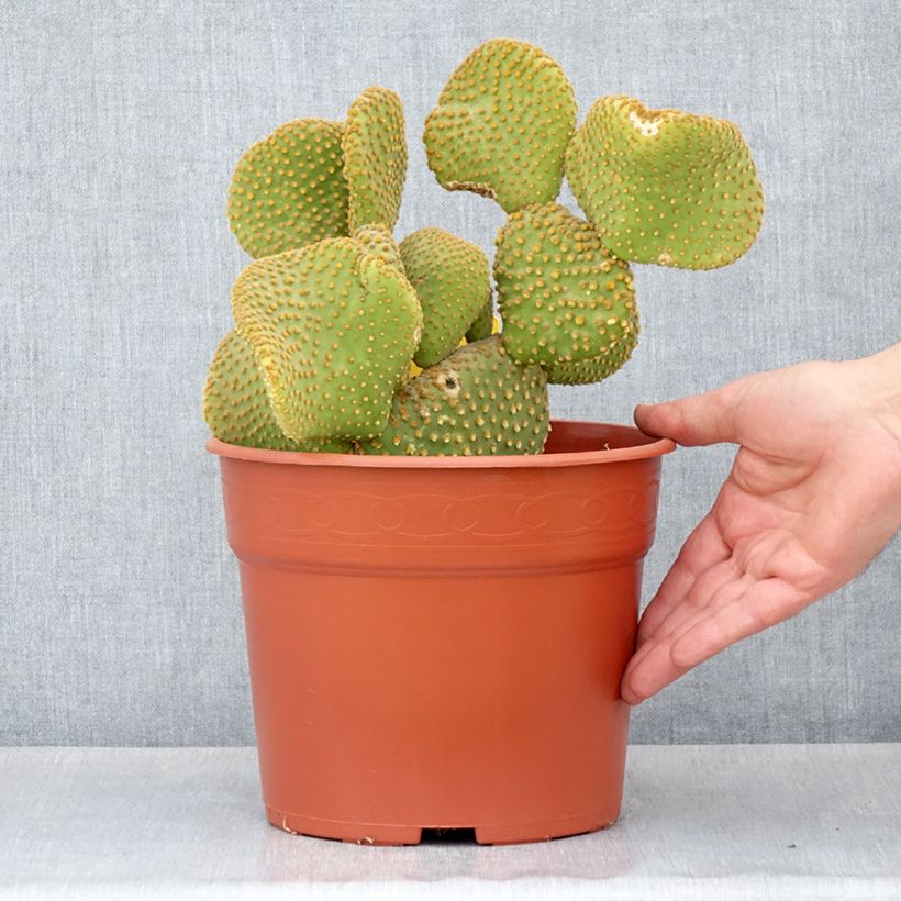 Spécimen de Opuntia microdasys 'Undulata' - Cactus raquette Pot de 4L/5L, 20/25 diamètre tel que livré au printemps