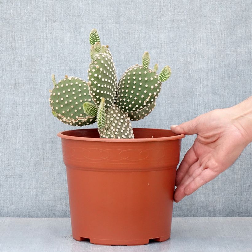 Spécimen de Opuntia microdasys var. albispina - Cactus raquette - Pot de 4L/5L tel que livré au printemps