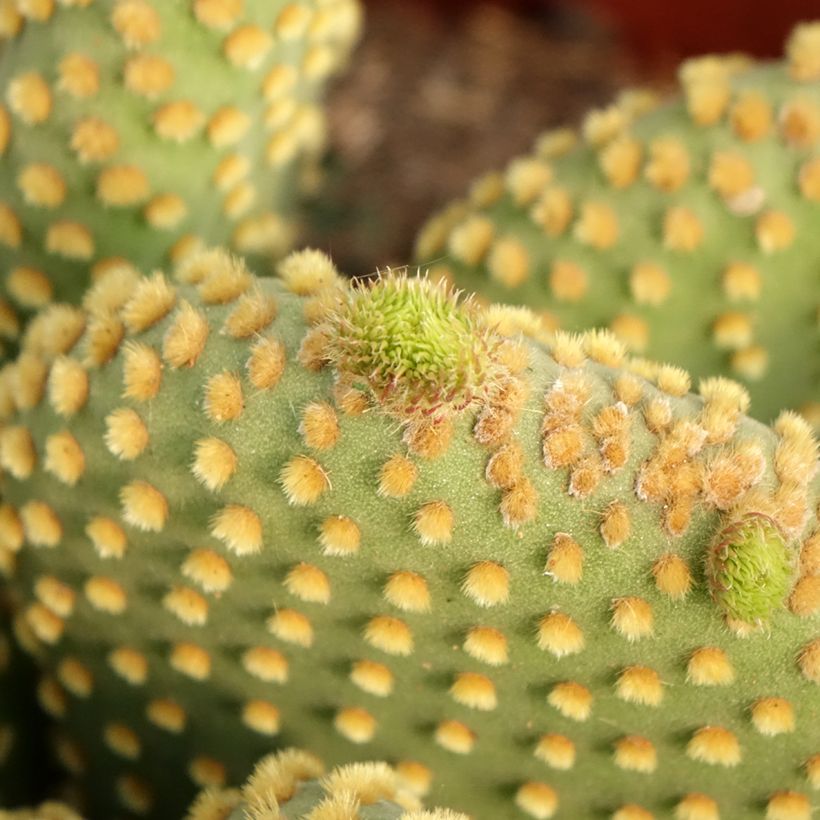 Opuntia microdasys var. pallida - Cactus raquette (Feuillage)