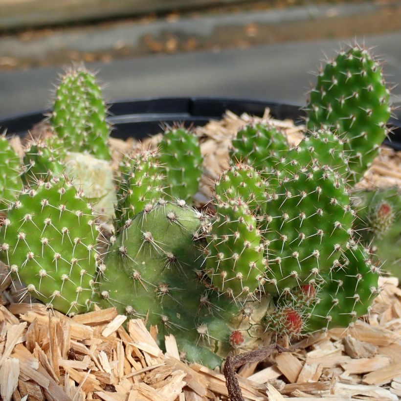 Opuntia ou Airampoa Orurensis - Cactus (Port)