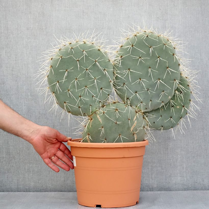 Spécimen de Opuntia robusta - Cactus raquette - Pot de 7,5L/10L tel que livré au printemps