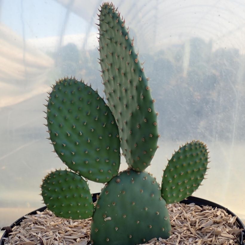 Opuntia rufida - Cactus raquette (Port)