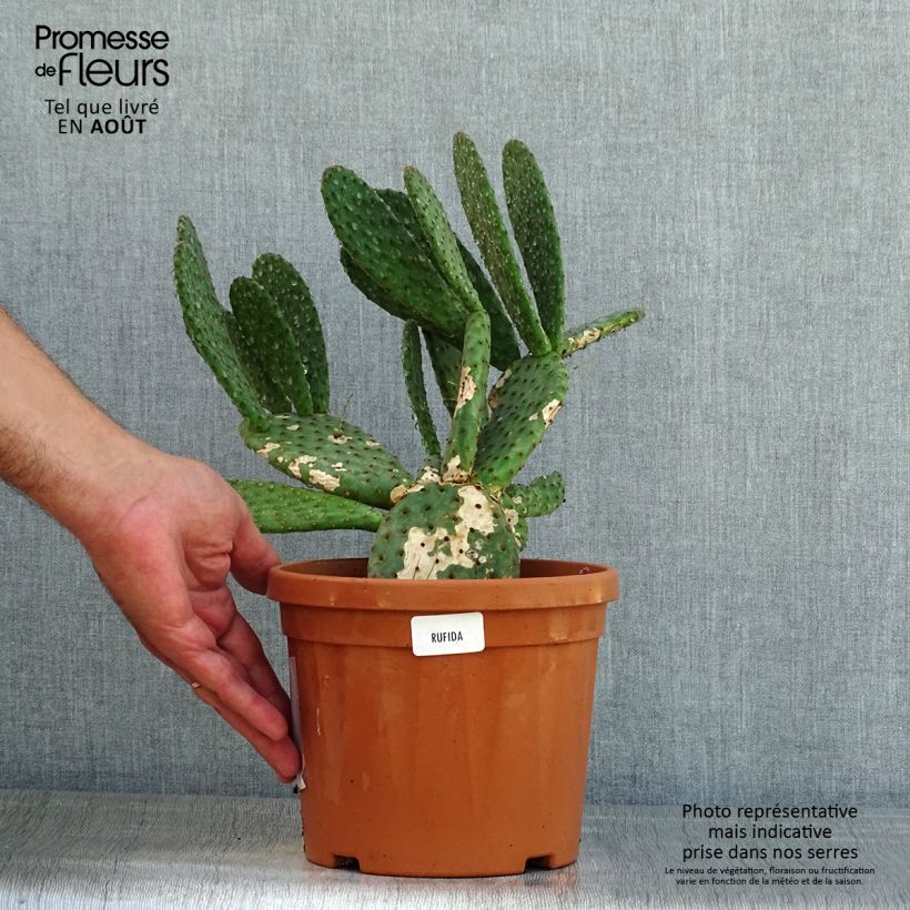 Spécimen de Opuntia rufida - Cactus raquette Pot de 3L/4L tel que livré en été