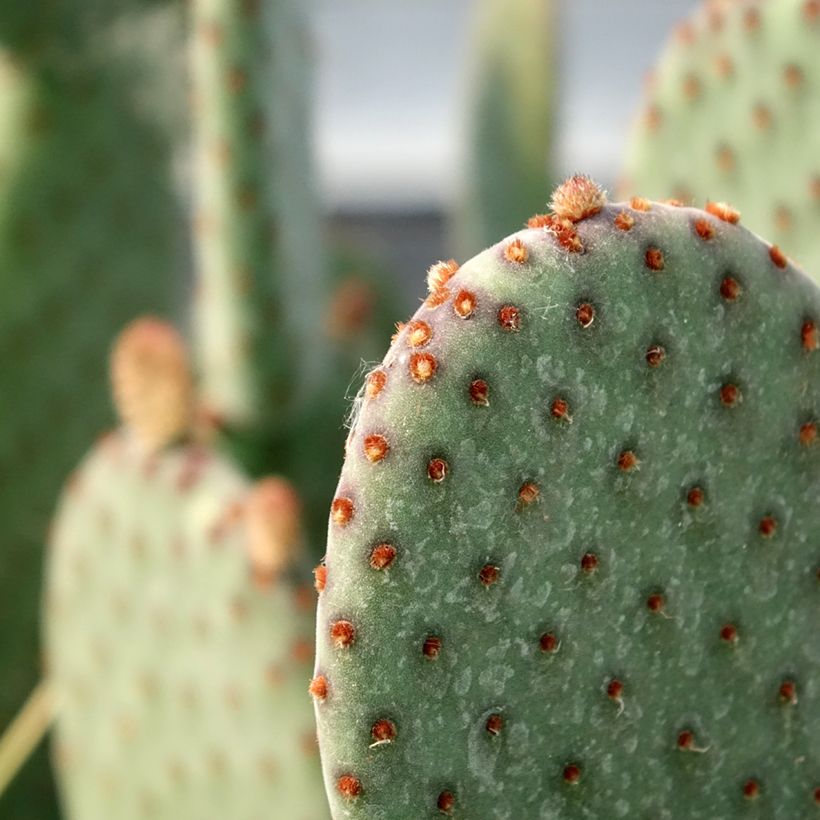Opuntia rufida - Cactus raquette (Feuillage)