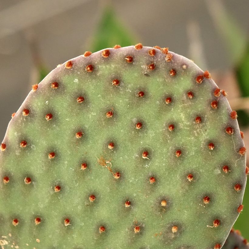 Opuntia rufida - Cactus raquette (Feuillage)