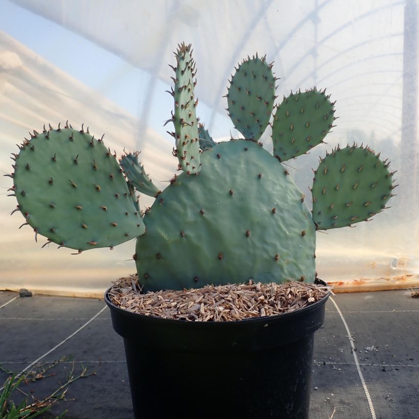 Opuntia sanguinicola - Cactus raquette (Port)