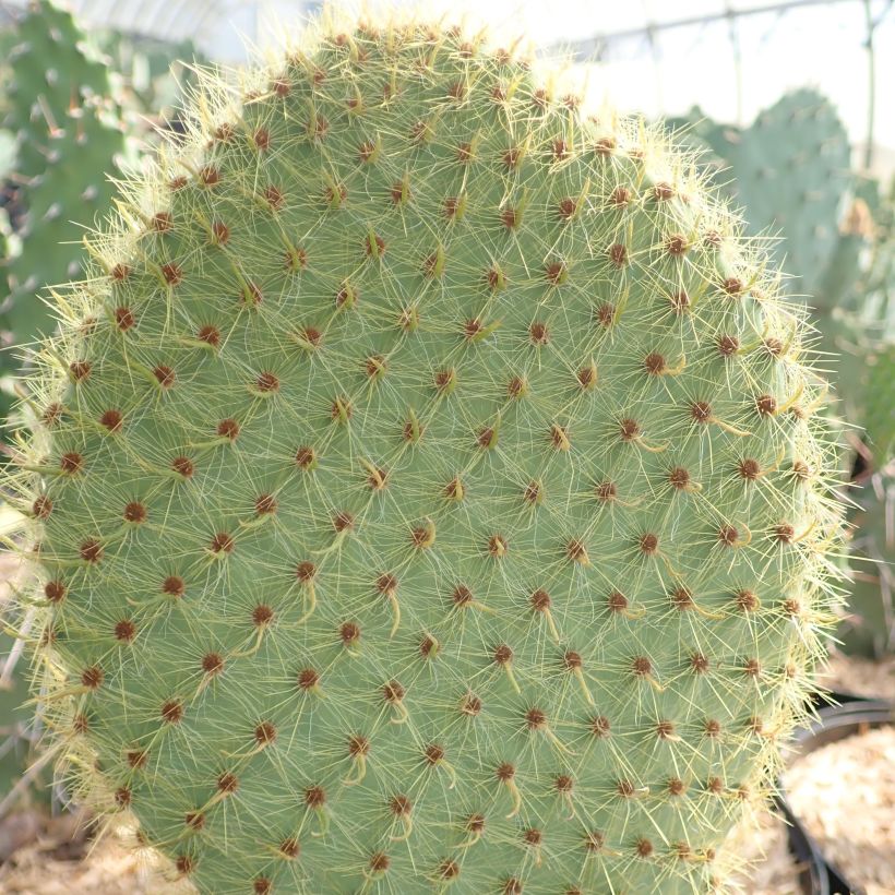 Opuntia scheeri - Cactus raquette (Feuillage)
