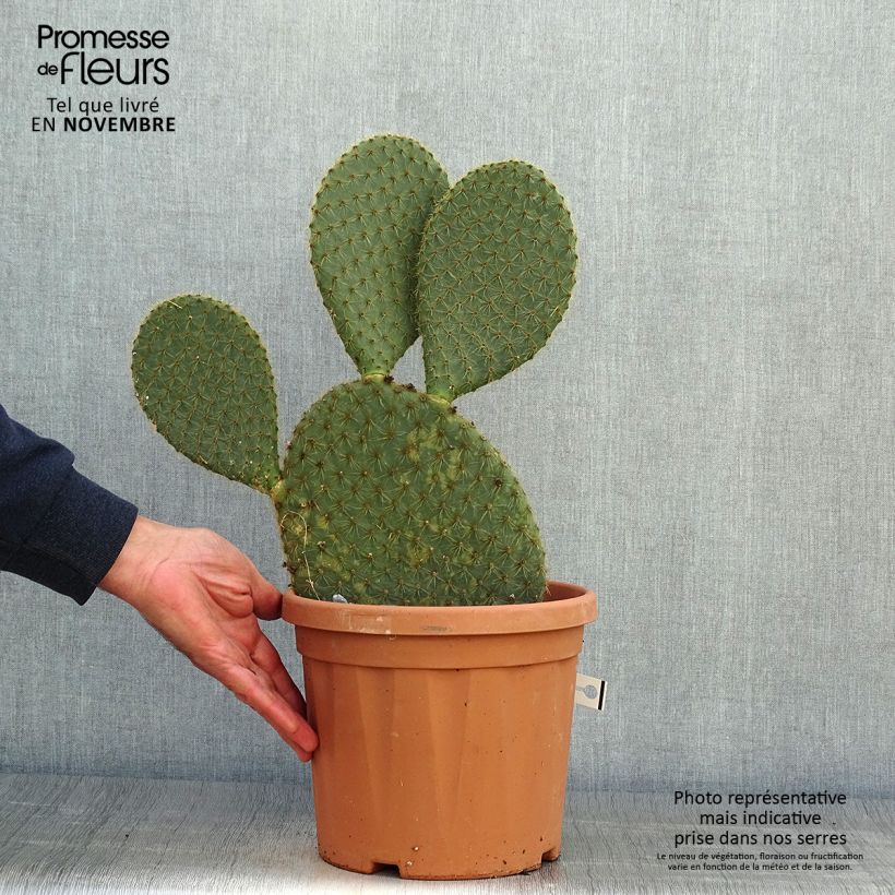 Spécimen de Opuntia scheeri - Cactus raquette Pot de 4L/5L tel que livré en automne