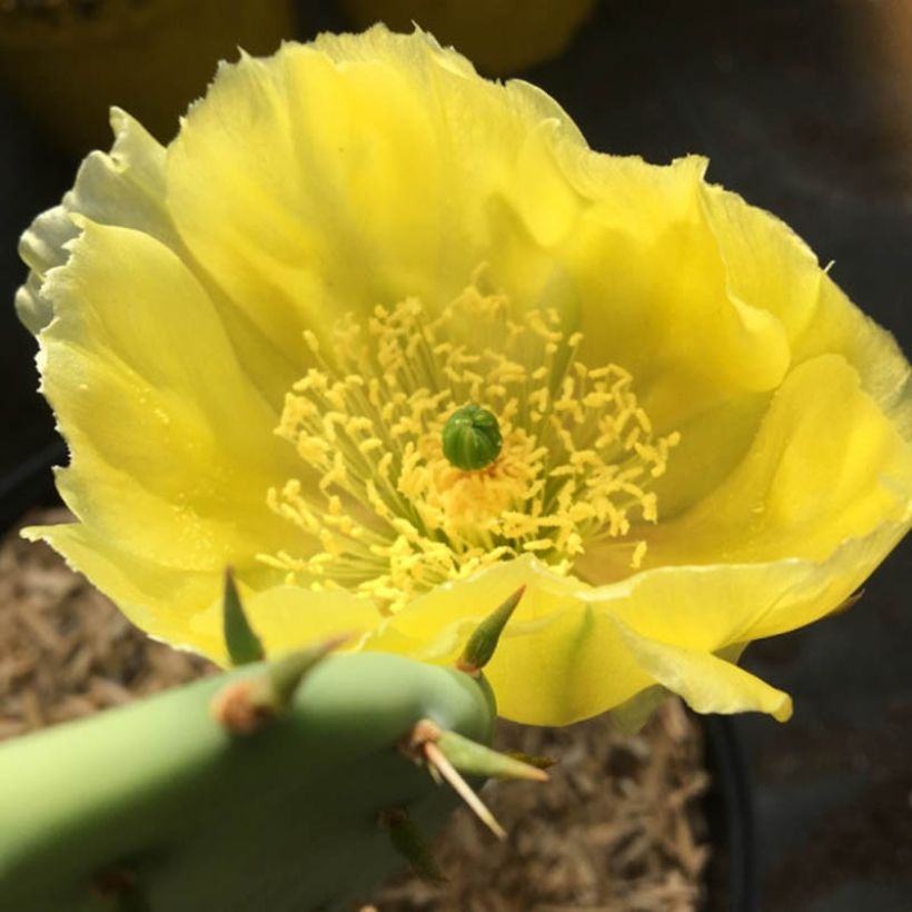 Opuntia semispinosa - Cactus raquette (Floraison)
