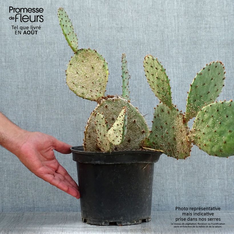Spécimen de Opuntia semispinosa - Cactus raquette Pot de 4L/5L tel que livré en été