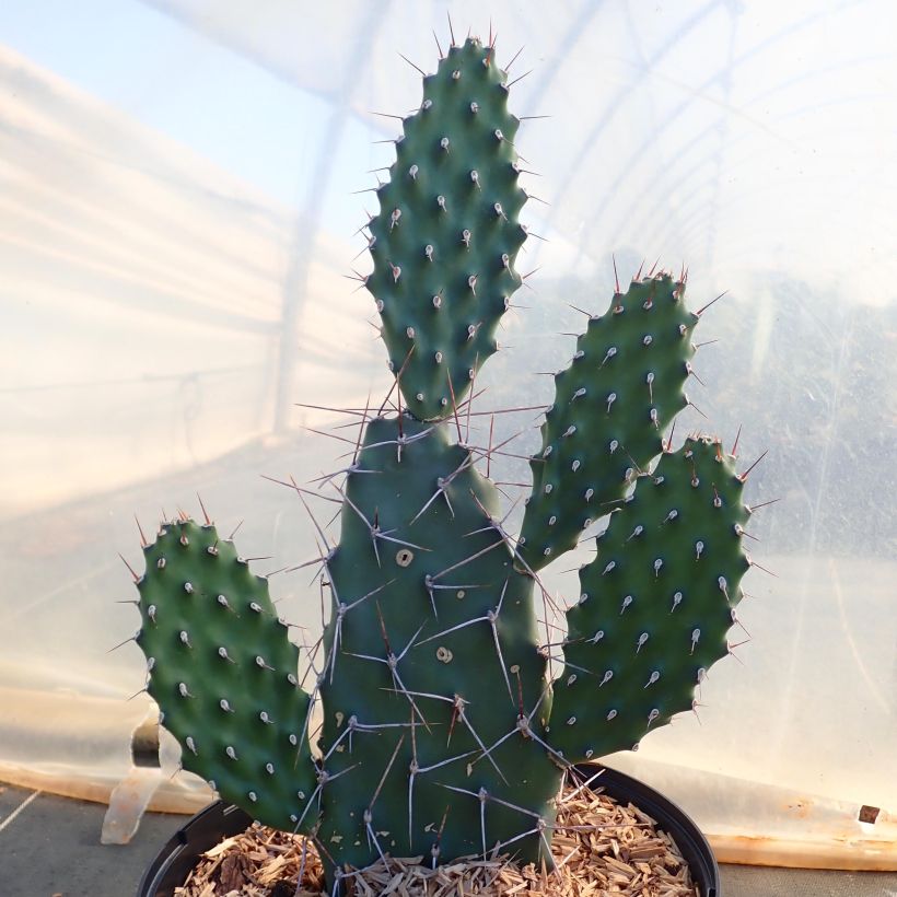 Opuntia sulfurea (sulphurea) - Cactus raquette (Port)