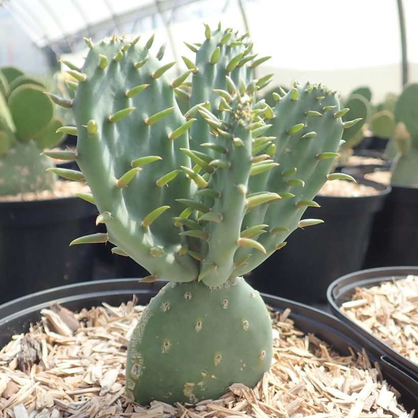 Opuntia tapana (= tapona) - Cactus raquette (Port)