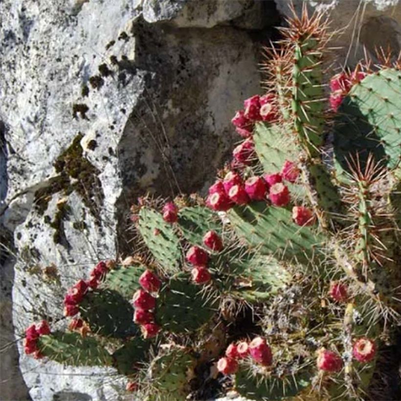 Opuntia zuniensis - Cactus raquette (Port)